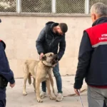 Köpek dövüştüren 12 kişi gözaltına alındı | NTV Haber