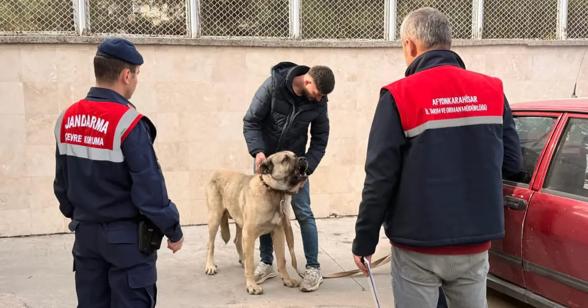 Köpek dövüştüren 12 kişi gözaltına alındı | NTV Haber