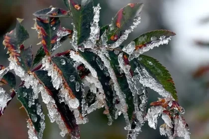 Üreticilere toplam 22 milyar 946 milyon lira zirai don desteği | NTV Haber