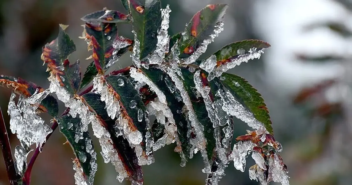 Üreticilere toplam 22 milyar 946 milyon lira zirai don desteği | NTV Haber