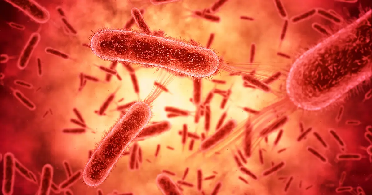 Kadim tehdit geri dönüyor: Tifo hızla antibiyotiklere direnç kazanıyor