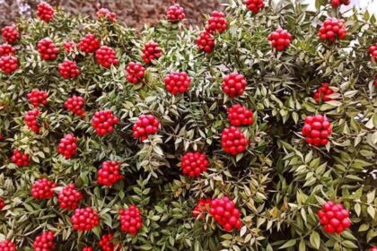 Yalnızca Aralık'ta satılıyor: Fiyatları 500 TL'den başlıyor!