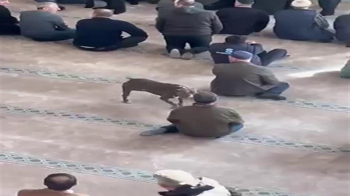 Kocaeli'de pitbull camiye daldı! Sahibine adli ve idari işlem yapıldı - CNN Türk Güncel Haberler
