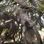 Aşağı doğru uzanıyor, şemsiyeyi andırıyor. 400 yıllık asırlık çam şekliyle dikkat çekiyor  | NTV Haber