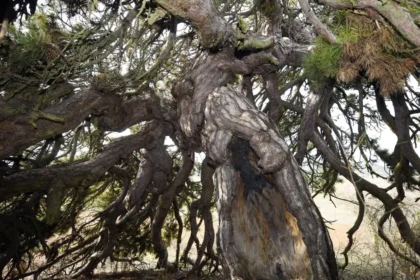 Aşağı doğru uzanıyor, şemsiyeyi andırıyor. 400 yıllık asırlık çam şekliyle dikkat çekiyor  | NTV Haber