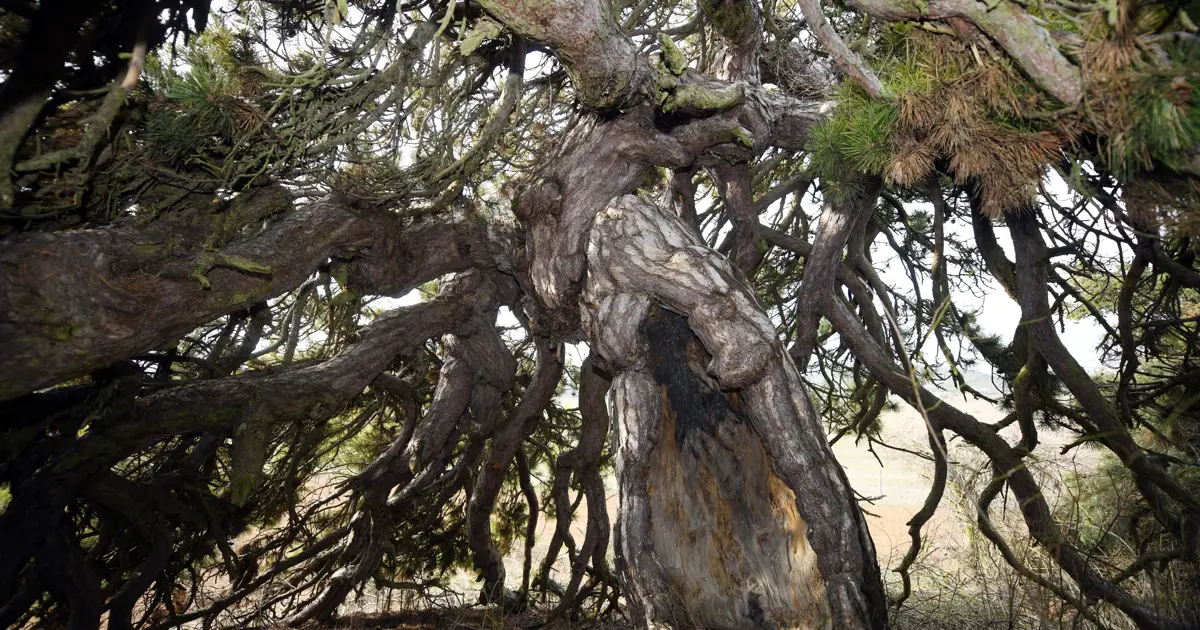 Aşağı doğru uzanıyor, şemsiyeyi andırıyor. 400 yıllık asırlık çam şekliyle dikkat çekiyor | NTV Haber