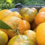 Coğrafi işaret taşıyor. Bahçede 15, manavda 100 TL | NTV Haber