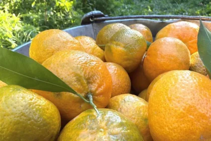 Coğrafi işaret taşıyor. Bahçede 15, manavda 100 TL | NTV Haber