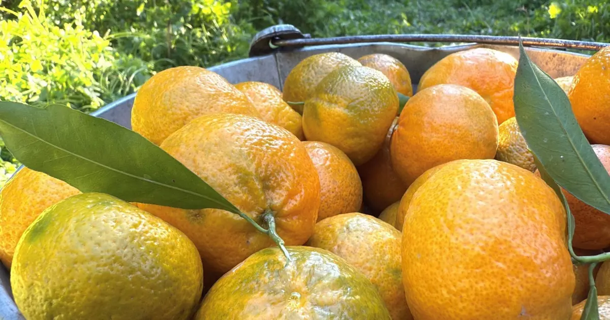 Coğrafi işaret taşıyor. Bahçede 15, manavda 100 TL | NTV Haber