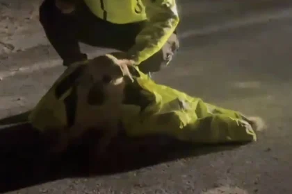 Polis, yaralı köpeğin üstünü kendi montuyla örttü | NTV Haber