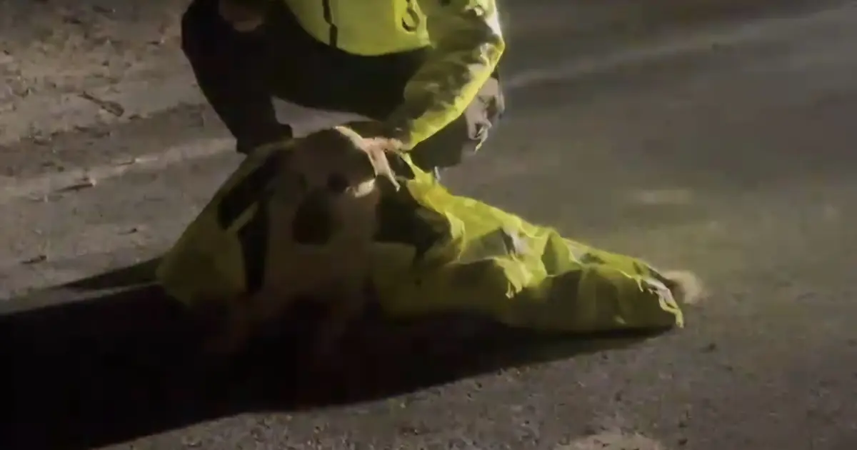 Polis, yaralı köpeğin üstünü kendi montuyla örttü | NTV Haber