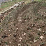 Deneme amaçlı ekmişti. Dünyanın en pahalısında ilk üretim | NTV Haber