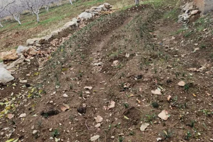 Deneme amaçlı ekmişti. Dünyanın en pahalısında ilk üretim | NTV Haber