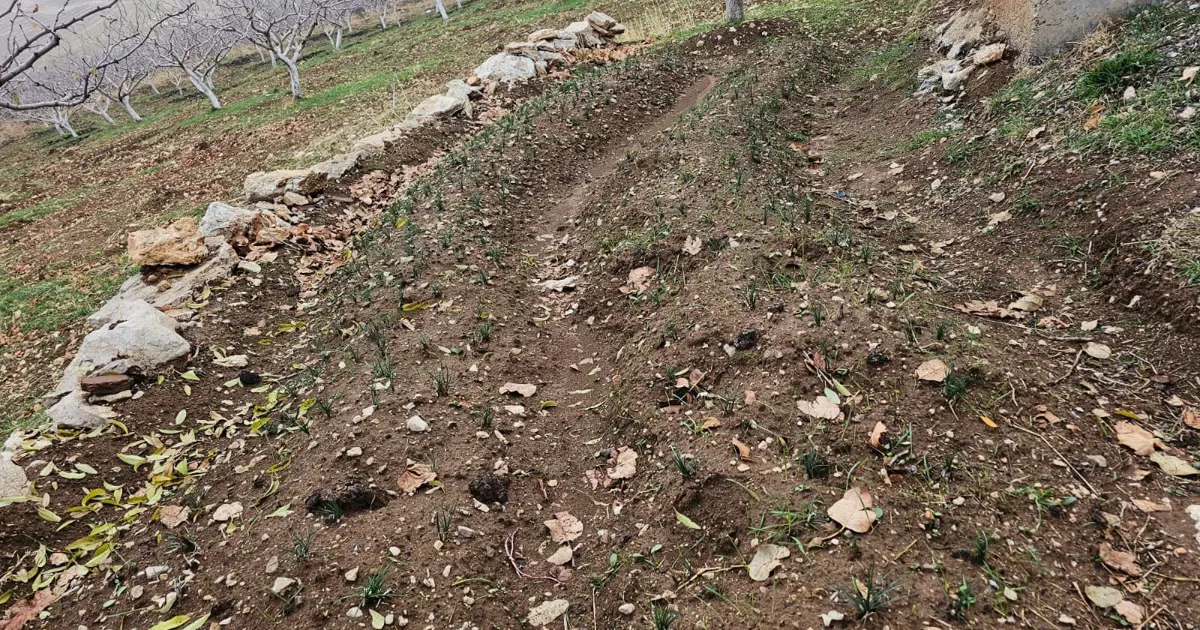 Deneme amaçlı ekmişti. Dünyanın en pahalısında ilk üretim | NTV Haber