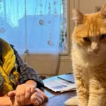 Dünyanın ilk ev hapsi alan kedisi. Sahibi başına tuğla yemiş gibi oldu