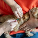 Evcil hayvan sahipleri dikkat! Son gün 31 Aralık, yaptırmayanlara para cezası var | NTV Haber