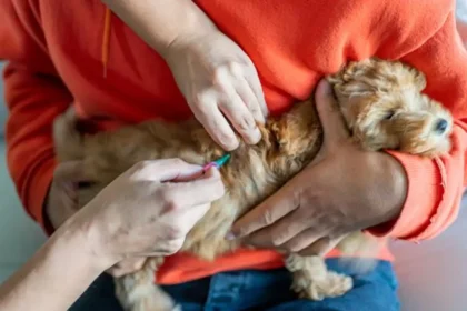 Evcil hayvan sahipleri dikkat! Son gün 31 Aralık, yaptırmayanlara para cezası var | NTV Haber