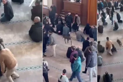 Camiye giren pitbullun sahibine adli ve idari işlem | NTV Haber