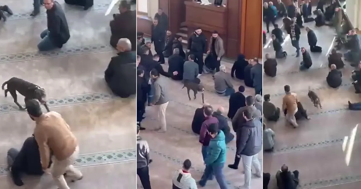 Camiye giren pitbullun sahibine adli ve idari işlem | NTV Haber