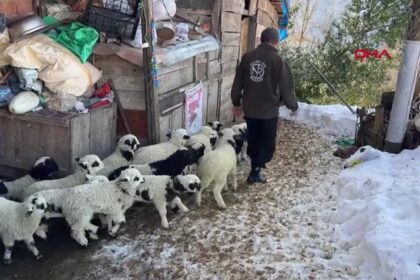 Üşüyen kuzuya evlerini açıp bebek gibi bakıyorlar