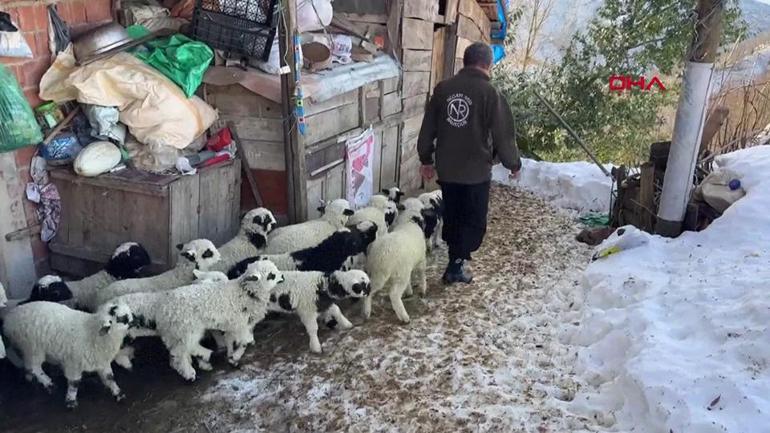 Üşüyen kuzuya evlerini açıp bebek gibi bakıyorlar