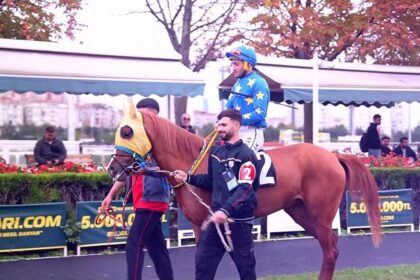 Padok: Yarış öncesi son çıkış! Atların fiziksel ve mental durumu burada gözlemlenir... - Binicilik | Video