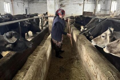 Hakkari’de kadın girişimcinin manda serüveni: 5 mandadan 20’ye