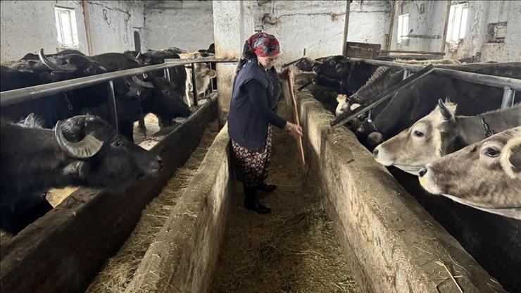 Hakkari’de kadın girişimcinin manda serüveni: 5 mandadan 20’ye