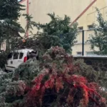 Kökünden sökülen ağaç park halindeki aracın üzerine devrildi | NTV Haber