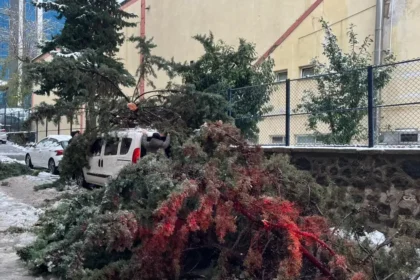 Kökünden sökülen ağaç park halindeki aracın üzerine devrildi | NTV Haber