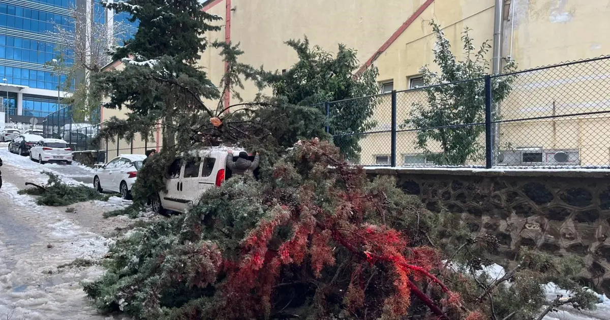 Kökünden sökülen ağaç park halindeki aracın üzerine devrildi | NTV Haber