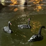 Ankara eksi 11 dereceyi gördü, Kuğulu Park buz tuttu
 | NTV Haber