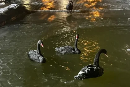 Ankara eksi 11 dereceyi gördü, Kuğulu Park buz tuttu
 | NTV Haber