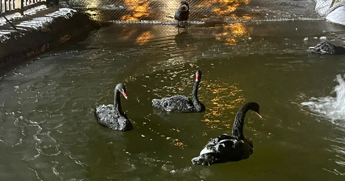Ankara eksi 11 dereceyi gördü, Kuğulu Park buz tuttu
 | NTV Haber