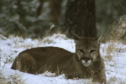 ABD'de dağda yürüyüş yapan kadın puma saldırısında öldü | NTV Haber