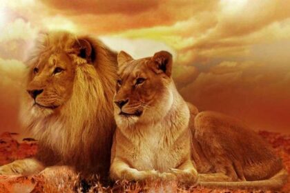 Rüyada Aslan Görmek Ne Anlama Gelir? Rüyada Aslandan Kaçmak Neye İşarettir? Rüyada aslanla kavga etmek ne demek?