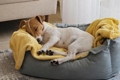 Rüyada Köpek Yavrusu Görmek Ne Anlama Gelir? Rüyada Köpek Yavrusu Sevmek Nasıl Yorumlanır?