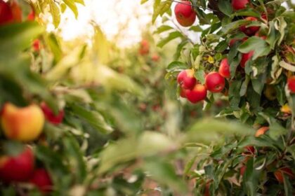 Rüyada Elma Toplamak Ne Anlama Gelir? Rüyada Ağaçtan Elma Toplamak Nasıl Yorumlanır?