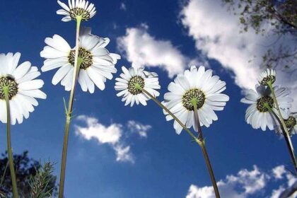 CEMRE DÜŞMESİ TARİHLERİ 2026: Havaya, toprağa ve suya ne zaman cemre düşecek? Cemre düşmesi nedir, ne anlama geliyor?