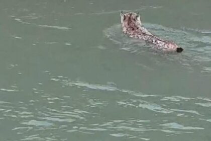 Nesli tehlike altında olan vaşak, çaydan geçerken görüntülendi