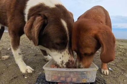 Sokak hayvanlarına, ‘oyuncak arabalı’ mama servisi
