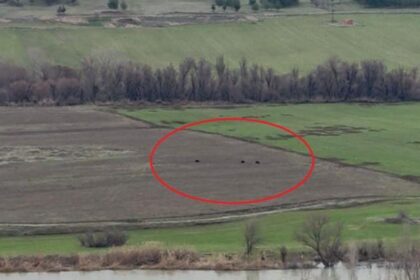 Hevsel Bahçeleri’nde domuz sürüsü görüntülendi