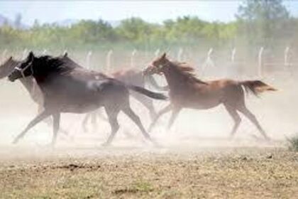 TİGEM, Değeri 100 milyon lira olan yarış atları kayıp iddiasını yalanladı