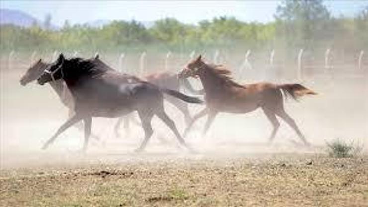 TİGEM, Değeri 100 milyon lira olan yarış atları kayıp iddiasını yalanladı