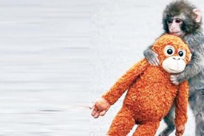 Yavru maymun Punch’ın oyuncağa sarıldığı anlar viral oldu