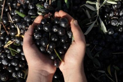 Antalya zeytinyağında yol haritası açıklandı