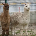 Şüphe üzerine durduruldu, içinden alpakalar çıktı | NTV Haber