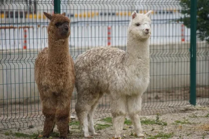 Şüphe üzerine durduruldu, içinden alpakalar çıktı | NTV Haber