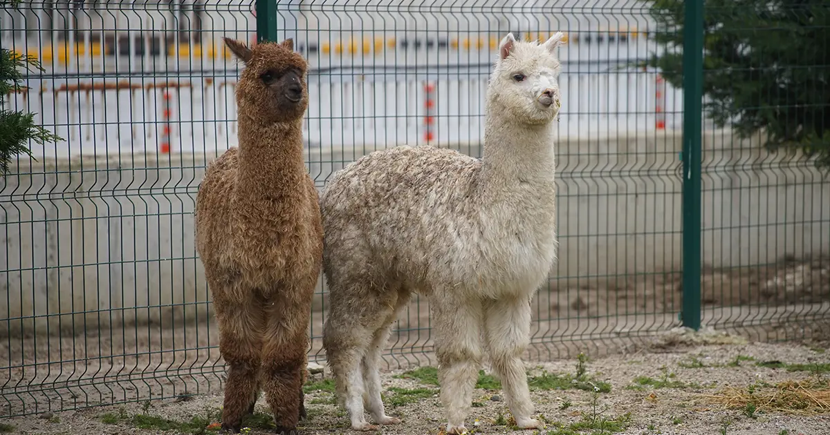 Şüphe üzerine durduruldu, içinden alpakalar çıktı | NTV Haber