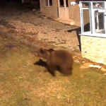 Samsun'da evin bahçesine giren ayı kamerada
 | NTV Haber